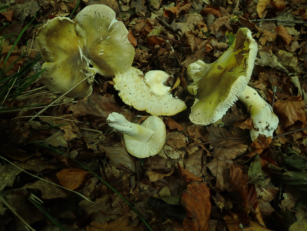 Photo © Penny Cullington Tricholoma sejunctum by Penny Cullington